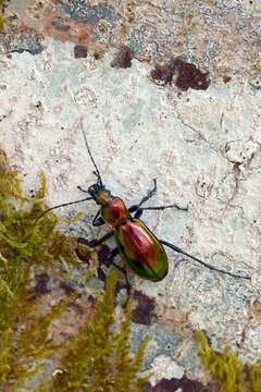 Image of Carabus (Chrysocarabus) splendens G. A. Olivier 1790