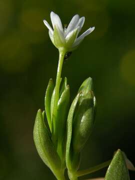 Sivun Stellaria kuva