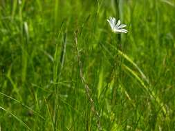 صورة Stellaria palustris Ehrh. ex Retz.