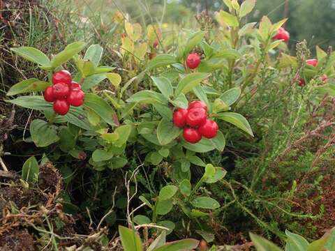 Image of Dogwoods