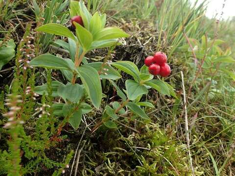 Image of Dogwoods