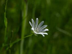 صورة Stellaria palustris Ehrh. ex Retz.