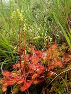 Image of Sundews