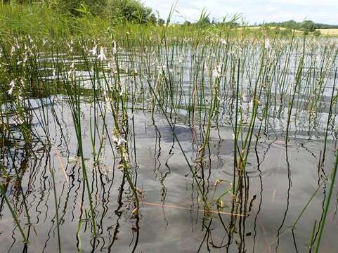 Image of lobelia