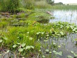 Image of pillwort