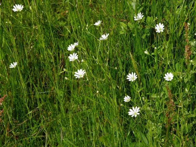 صورة Stellaria palustris Ehrh. ex Retz.