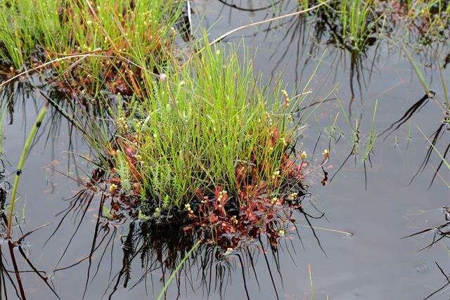 Imagem de Drosera