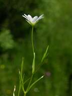 صورة Stellaria palustris Ehrh. ex Retz.