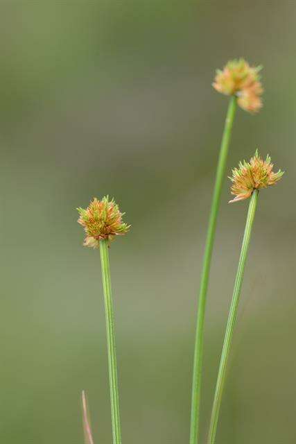 Plancia ëd Trichophorum cespitosum subsp. germanicum (Palla) Hegi