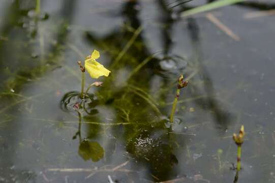 Image of Bladderworts