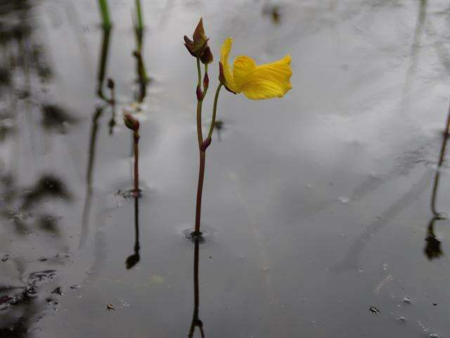 Image of Dwarf Bladderwort