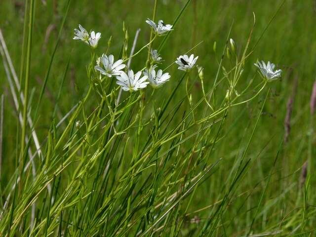 صورة Stellaria palustris Ehrh. ex Retz.