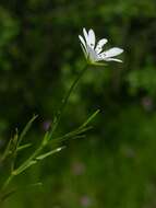 صورة Stellaria palustris Ehrh. ex Retz.