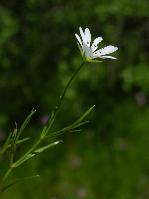 صورة Stellaria palustris Ehrh. ex Retz.