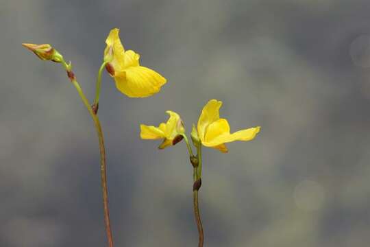 Image of Dwarf Bladderwort