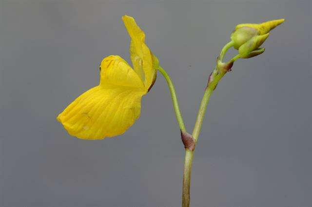 Image of Dwarf Bladderwort