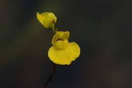 Image of Dwarf Bladderwort