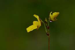 Image of Dwarf Bladderwort