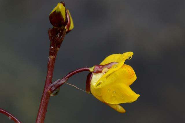 Imagem de Utricularia