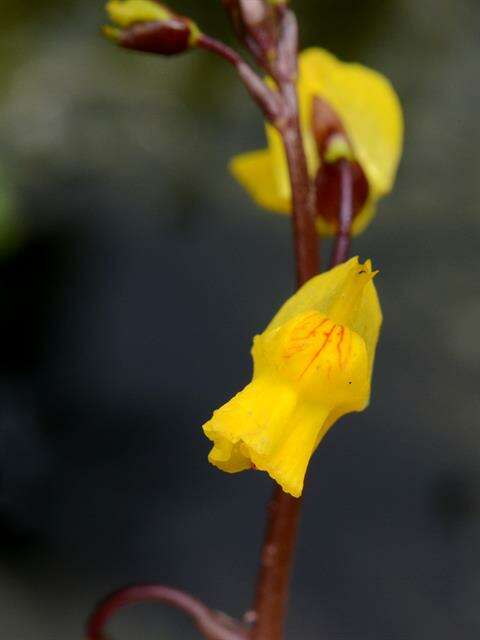 Imagem de Utricularia