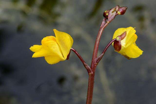 Imagem de Utricularia