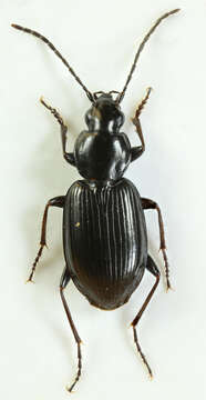 Image of Agonum (Europhilus) gracile Sturm 1824