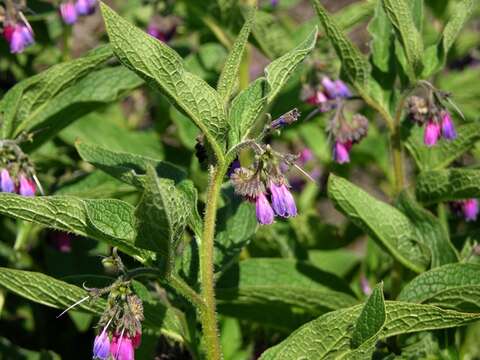 Image of comfrey