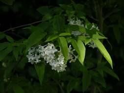 Image de Syringa diversifolia Rehder