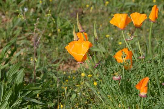 Imagem de Eschscholzia