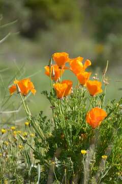 Image of California poppy