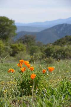 Image de Eschscholzia