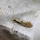 Image of Bird's Nest Moth