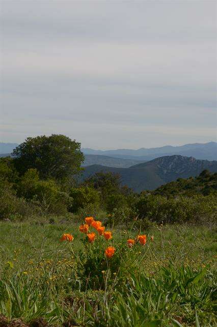 Image de Eschscholzia