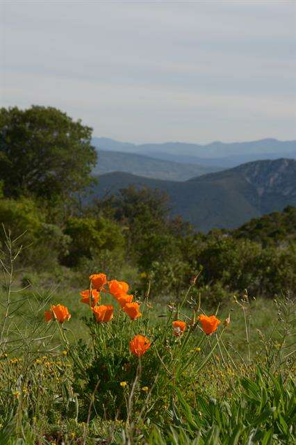 Image de Eschscholzia