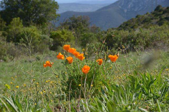 Image de Eschscholzia