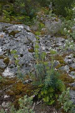 Image of Albanian spurge