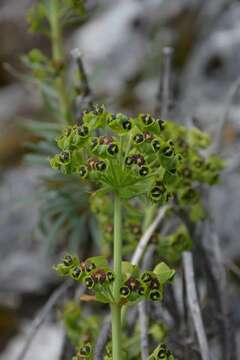 Image of Albanian spurge