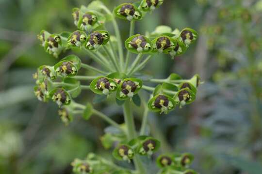 Image of Albanian spurge