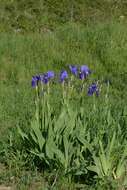 Image of German iris