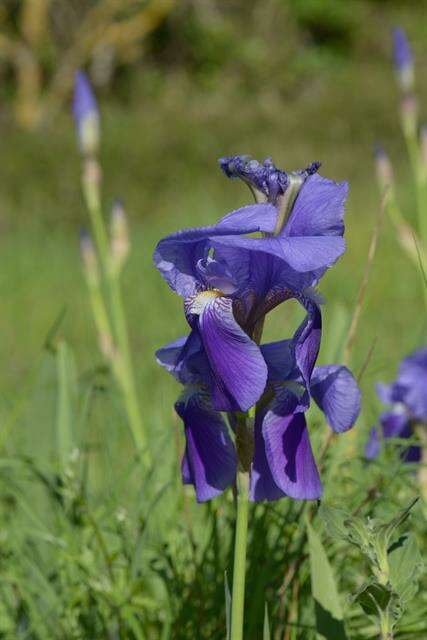 Image of German iris