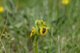 Image of Yellow Ophrys