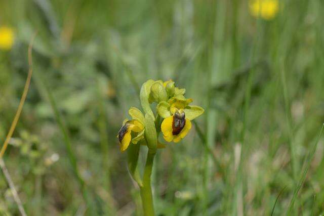 Image of Yellow Ophrys