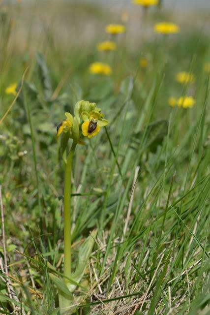 Image of Yellow Ophrys