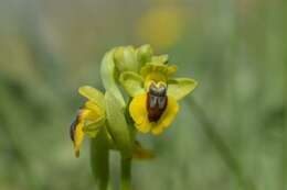 Image of Yellow Ophrys