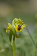 Image of Yellow Ophrys