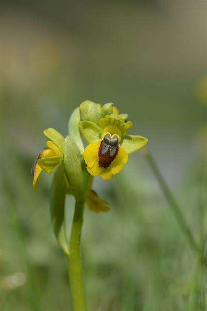 Image of Yellow Ophrys