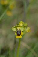 Image of Yellow Ophrys