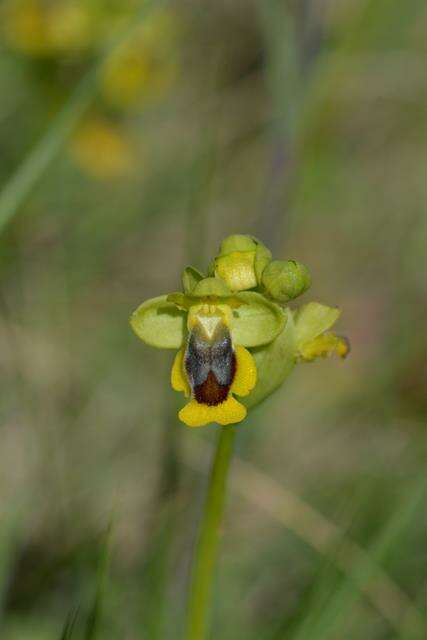 Image of Yellow Ophrys