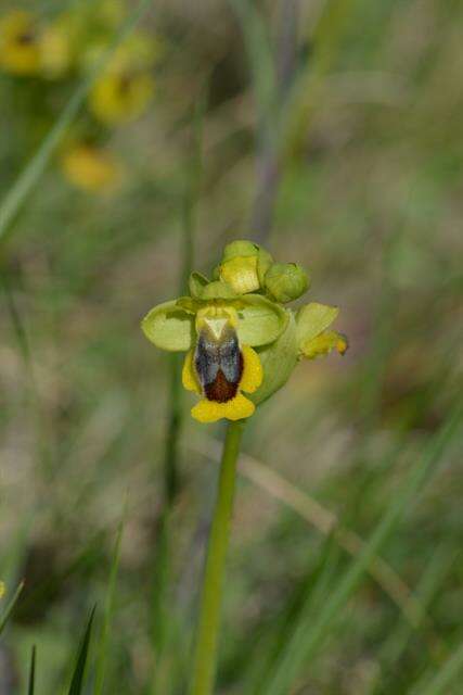 Image of Yellow Ophrys