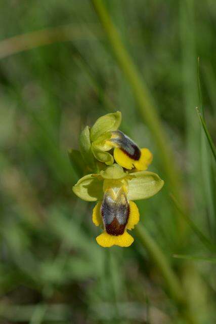 Image of Yellow Ophrys